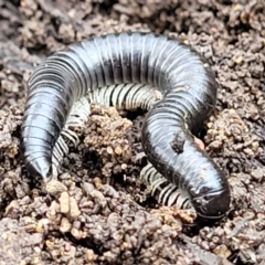 Ommatoiulus moreleti (Portuguese Millipede) at Lyneham, ACT - 6 Jul 2022 by trevorpreston