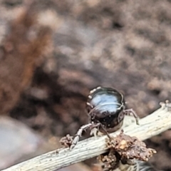 Ommatoiulus moreleti at Lyneham, ACT - 6 Jul 2022