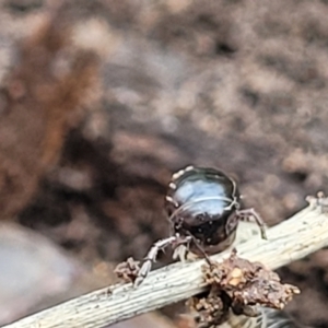 Ommatoiulus moreleti at Lyneham, ACT - 6 Jul 2022 10:50 AM