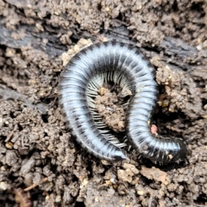 Ommatoiulus moreleti at Lyneham, ACT - 6 Jul 2022