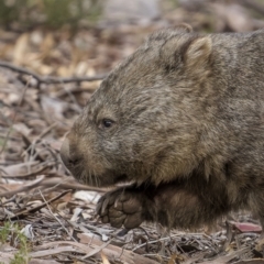 Vombatus ursinus (Common wombat, Bare-nosed Wombat) at Tinderry Nature Reserve - 5 Jul 2022 by trevsci