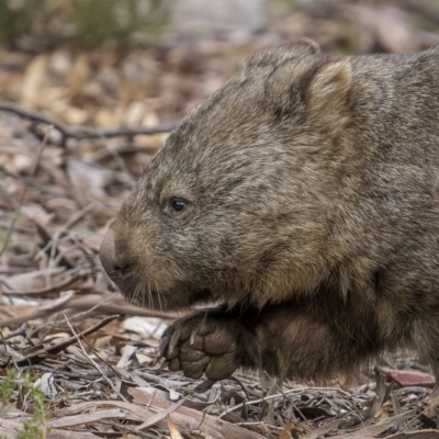 Vombatus ursinus (Common wombat, Bare-nosed Wombat) at Tinderry, NSW - 5 Jul 2022 by trevsci