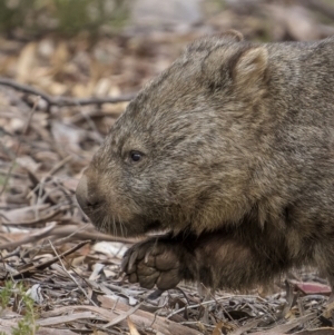 Vombatus ursinus (Common Wombat, Bare-nosed Wombat) at Tinderry, NSW by trevsci
