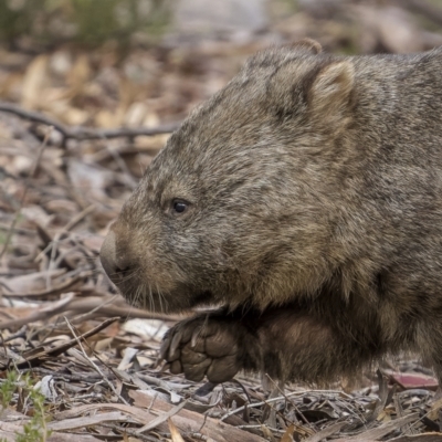 Vombatus ursinus (Common wombat, Bare-nosed Wombat) at Tinderry Nature Reserve - 5 Jul 2022 by trevsci