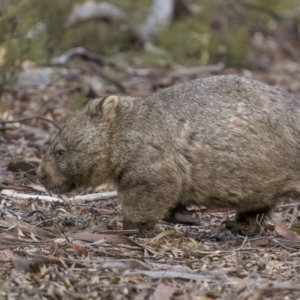 Vombatus ursinus at Tinderry, NSW - 5 Jul 2022 10:35 AM