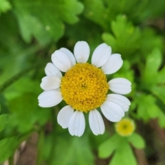 Tanacetum parthenium (Feverfew) at Black Mountain - 6 Jul 2022 by trevorpreston