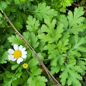 Tanacetum parthenium at Bruce, ACT - 6 Jul 2022