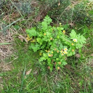 Tanacetum parthenium at Bruce, ACT - 6 Jul 2022