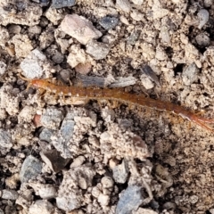 Scolopendromorpha (order) (A centipede) at Black Mountain - 6 Jul 2022 by trevorpreston
