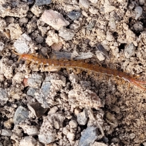 Scolopendromorpha (order) (A centipede) at Bruce, ACT by trevorpreston