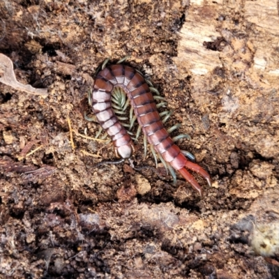 Cormocephalus sp.(genus) (Scolopendrid Centipede) at Black Mountain - 6 Jul 2022 by trevorpreston