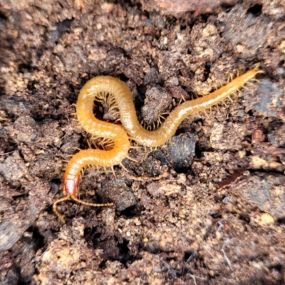 Geophilomorpha sp. (order) (Earth or soil centipede) at Black Mountain - 6 Jul 2022 by trevorpreston