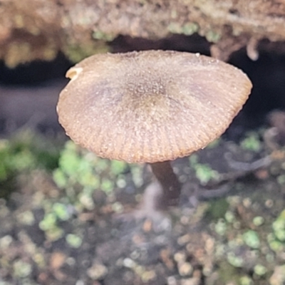 Unidentified Cap on a stem; gills below cap [mushrooms or mushroom-like] at Black Mountain - 6 Jul 2022 by trevorpreston