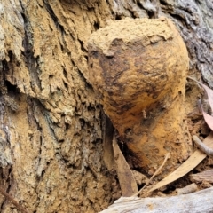 Pisolithus microcarpus (A puffball) at Black Mountain - 6 Jul 2022 by trevorpreston