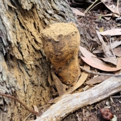 Pisolithus microcarpus at Bruce, ACT - 6 Jul 2022