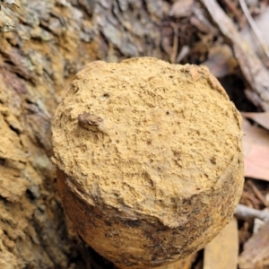 Pisolithus microcarpus at Bruce, ACT - 6 Jul 2022