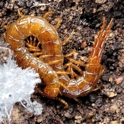Cryptops sp. (genus) (Blind Scolopendroid Centipede) at Black Mountain - 6 Jul 2022 by trevorpreston