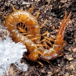 Cryptops sp. (genus) at Bruce, ACT - 6 Jul 2022 11:39 AM