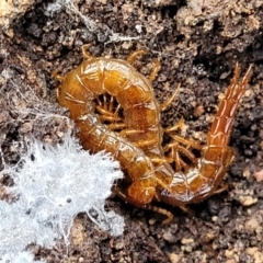 Cryptops sp. (genus) at Bruce, ACT - 6 Jul 2022