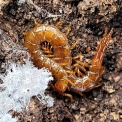 Cryptops sp. (genus) at Bruce, ACT - 6 Jul 2022 11:39 AM