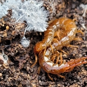 Cryptops sp. (genus) at Bruce, ACT - 6 Jul 2022 11:39 AM