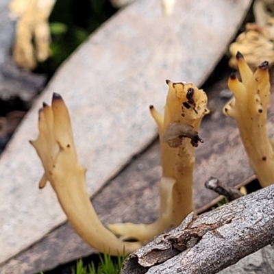 Clavulina vinaceocervina (Dark-tipped Coral) at Black Mountain - 6 Jul 2022 by trevorpreston