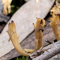 Unidentified Coralloid fungus, markedly branched (TBC) at Bruce, ACT - 6 Jul 2022 by trevorpreston