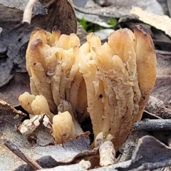 Clavulina vinaceocervina at Bruce, ACT - 6 Jul 2022