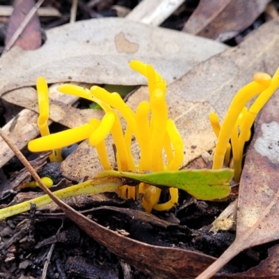 Clavulinopsis amoena (Yellow club) at Black Mountain - 6 Jul 2022 by trevorpreston