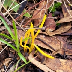 Clavulinopsis amoena at Bruce, ACT - 6 Jul 2022 11:44 AM