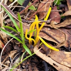 Clavulinopsis amoena at Bruce, ACT - 6 Jul 2022 11:44 AM