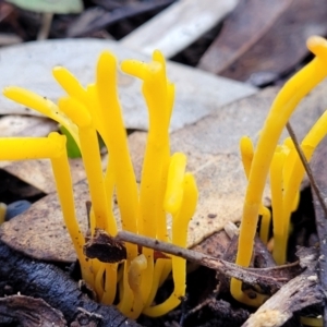 Clavulinopsis amoena at Bruce, ACT - 6 Jul 2022 11:44 AM