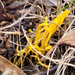 Clavulinopsis amoena at Bruce, ACT - 6 Jul 2022 11:44 AM