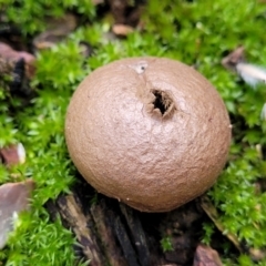 Bovista sp. (A puffball) at Bruce, ACT - 6 Jul 2022 by trevorpreston