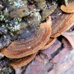 zz Polypore (shelf/hoof-like) at Black Mountain - 6 Jul 2022 by trevorpreston