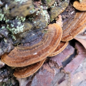 zz Polypore (shelf/hoof-like) at Bruce, ACT - 6 Jul 2022 11:52 AM