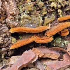 zz Polypore (shelf/hoof-like) at Bruce, ACT - 6 Jul 2022 11:52 AM