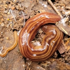 Fletchamia quinquelineata (Five-striped flatworm) at Bruce, ACT - 6 Jul 2022 by trevorpreston