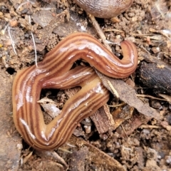 Fletchamia quinquelineata at Bruce, ACT - 6 Jul 2022 11:56 AM