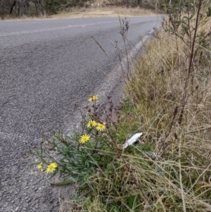 Senecio madagascariensis at Ainslie, ACT - 6 Jul 2022