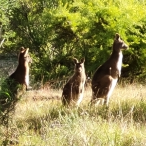 Macropus giganteus at Isaacs, ACT - 6 Jul 2022