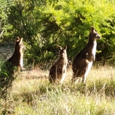 Macropus giganteus (Eastern Grey Kangaroo) at Isaacs Ridge and Nearby - 6 Jul 2022 by Mike