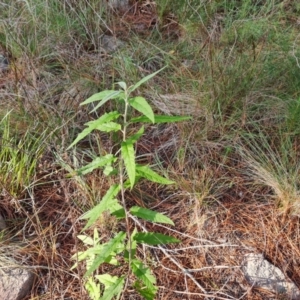 Olearia lirata at Isaacs, ACT - 6 Jul 2022