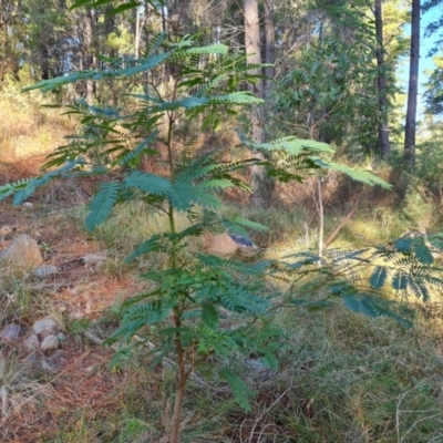 Acacia elata (Mountain Cedar Wattle) at Isaacs Ridge and Nearby - 6 Jul 2022 by Mike