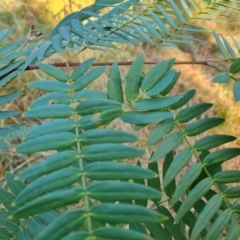 Acacia elata at Isaacs, ACT - 6 Jul 2022 03:42 PM