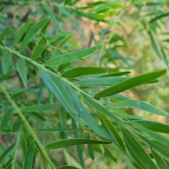 Acacia fimbriata (Fringed Wattle) at Isaacs Ridge and Nearby - 6 Jul 2022 by Mike