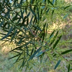 Acacia fimbriata at Isaacs, ACT - 6 Jul 2022