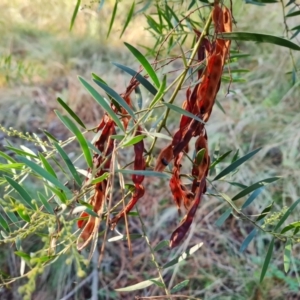 Acacia fimbriata at Isaacs, ACT - 6 Jul 2022 03:48 PM