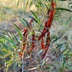 Acacia fimbriata at Isaacs, ACT - 6 Jul 2022