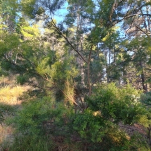 Acacia fimbriata at Isaacs, ACT - 6 Jul 2022 03:48 PM